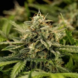 Apollo F1 Auto semi cannabis Royal Queen Seeds
