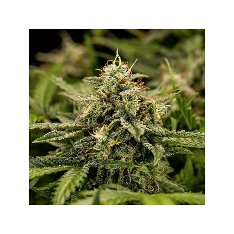 Apollo F1 Auto semi cannabis Royal Queen Seeds