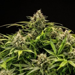 Apollo F1 Auto semi cannabis Royal Queen Seeds