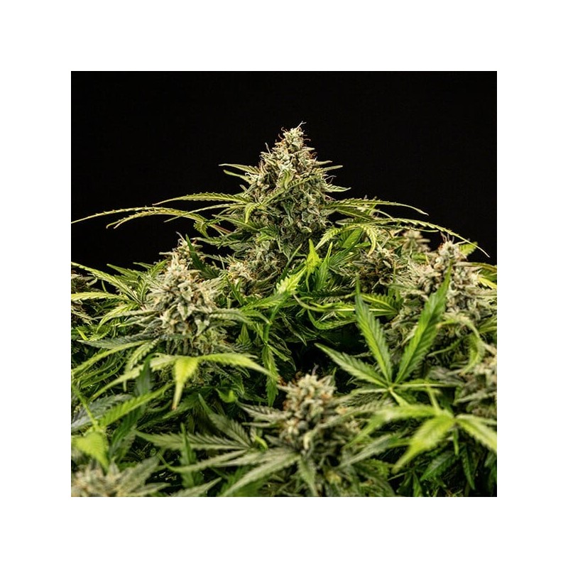 Apollo F1 Auto semi cannabis Royal Queen Seeds