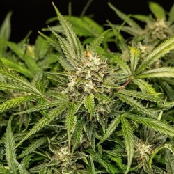 Apollo F1 Auto semi cannabis Royal Queen Seeds