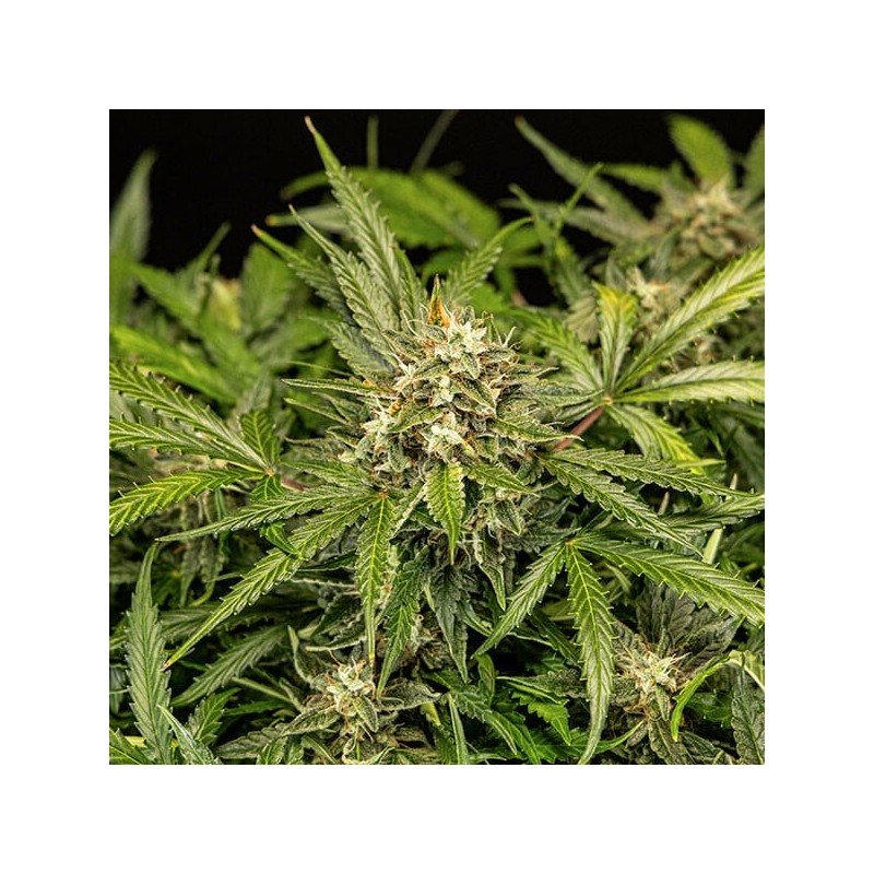 Apollo F1 Auto semi cannabis Royal Queen Seeds