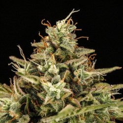 Apollo F1 Auto semi cannabis Royal Queen Seeds