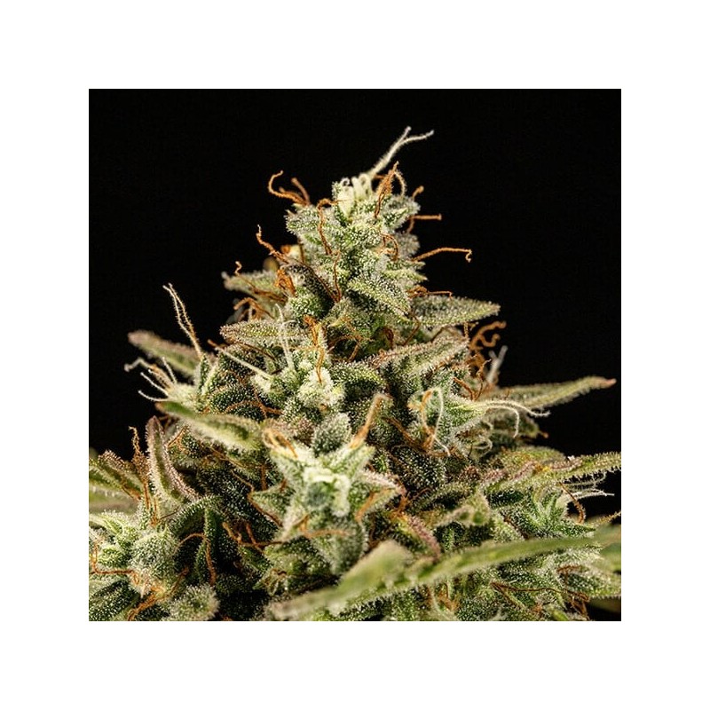 Apollo F1 Auto semi cannabis Royal Queen Seeds