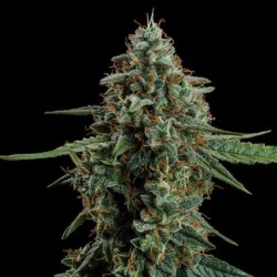 Apollo F1 Auto semi cannabis Royal Queen Seeds