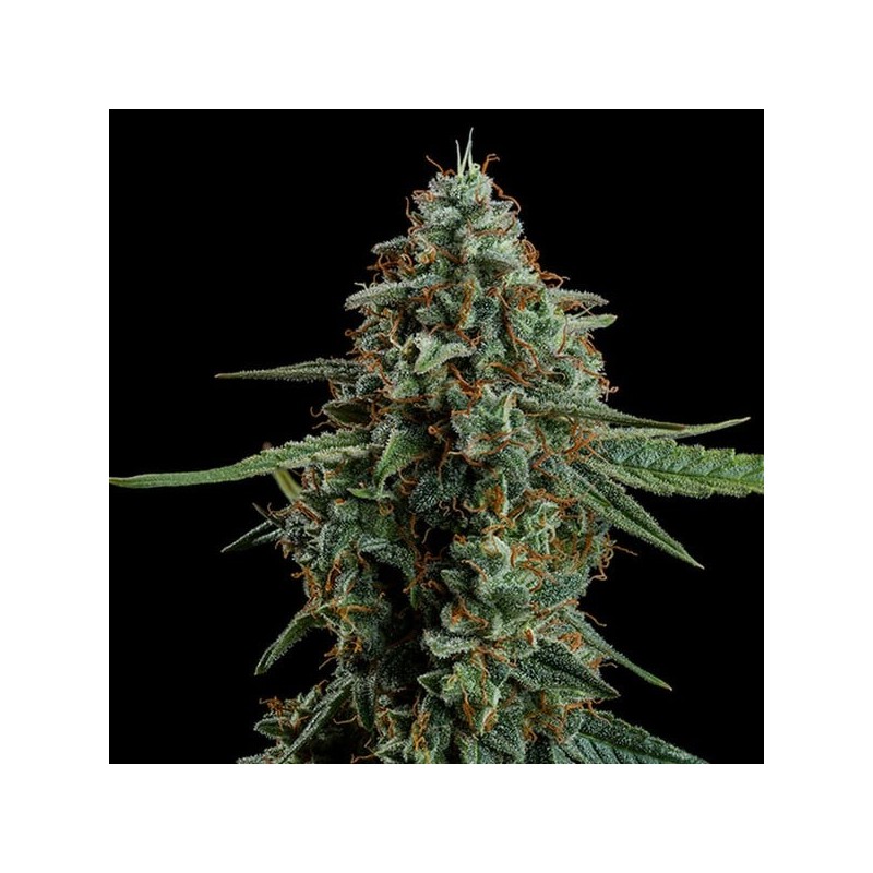 Apollo F1 Auto semi cannabis Royal Queen Seeds