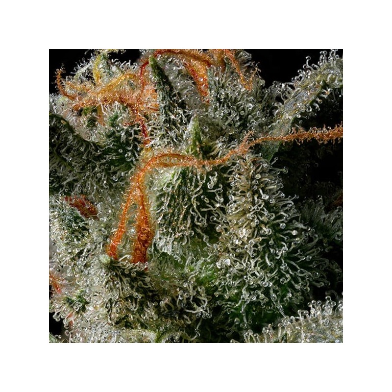 Apollo F1 Auto semi cannabis Royal Queen Seeds