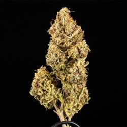 Apollo F1 Auto semi cannabis Royal Queen Seeds