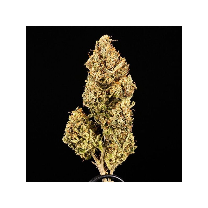 Apollo F1 Auto semi cannabis Royal Queen Seeds