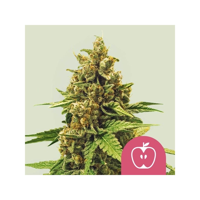 Apple Fritter semi cannabis Royal Queen Seeds