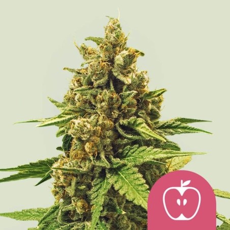 Apple Fritter semi cannabis Royal Queen Seeds