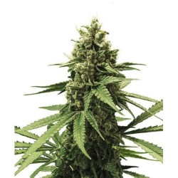 Apple Fritter semi cannabis Royal Queen Seeds