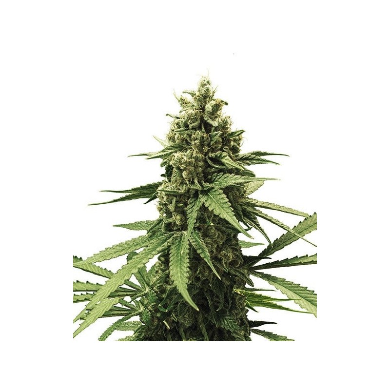 Apple Fritter semi cannabis Royal Queen Seeds