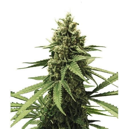 Apple Fritter semi cannabis Royal Queen Seeds