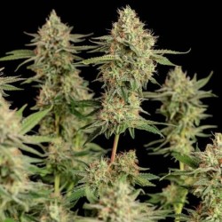 Apple Fritter semi cannabis Royal Queen Seeds
