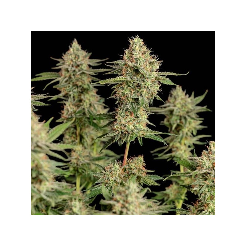 Apple Fritter semi cannabis Royal Queen Seeds