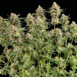 Apple Fritter semi cannabis Royal Queen Seeds