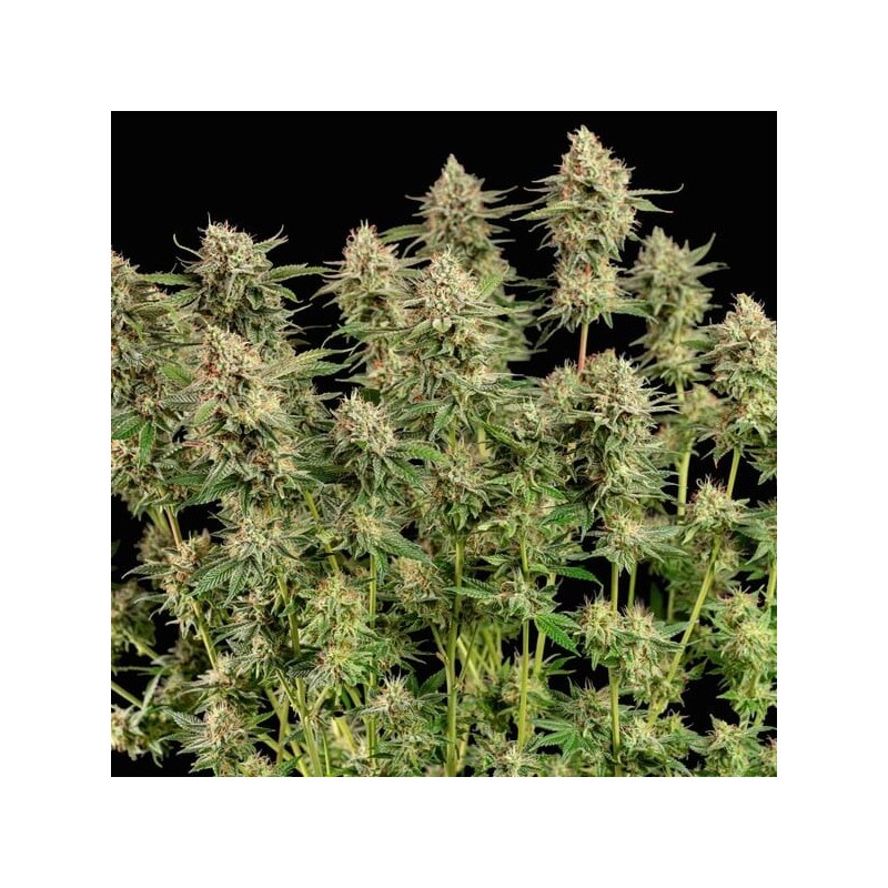 Apple Fritter semi cannabis Royal Queen Seeds