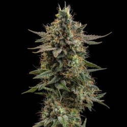 Apple Fritter semi cannabis Royal Queen Seeds