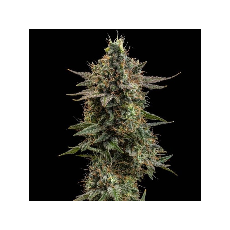 Apple Fritter semi cannabis Royal Queen Seeds