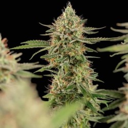 Apple Fritter semi cannabis Royal Queen Seeds