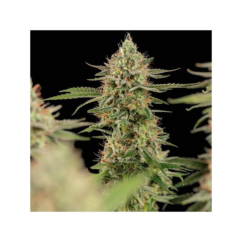 Apple Fritter semi cannabis Royal Queen Seeds