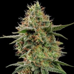 Apple Fritter semi cannabis Royal Queen Seeds