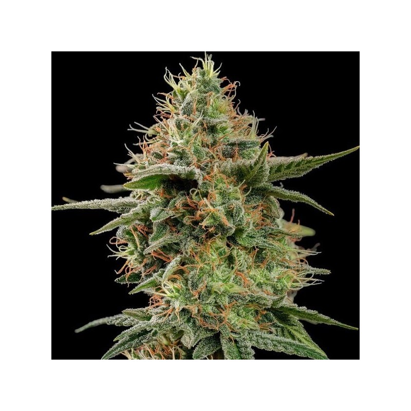 Apple Fritter semi cannabis Royal Queen Seeds