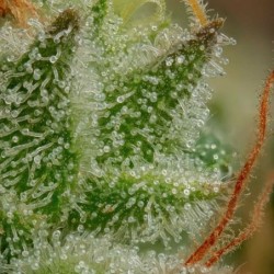 Apple Fritter semi cannabis Royal Queen Seeds