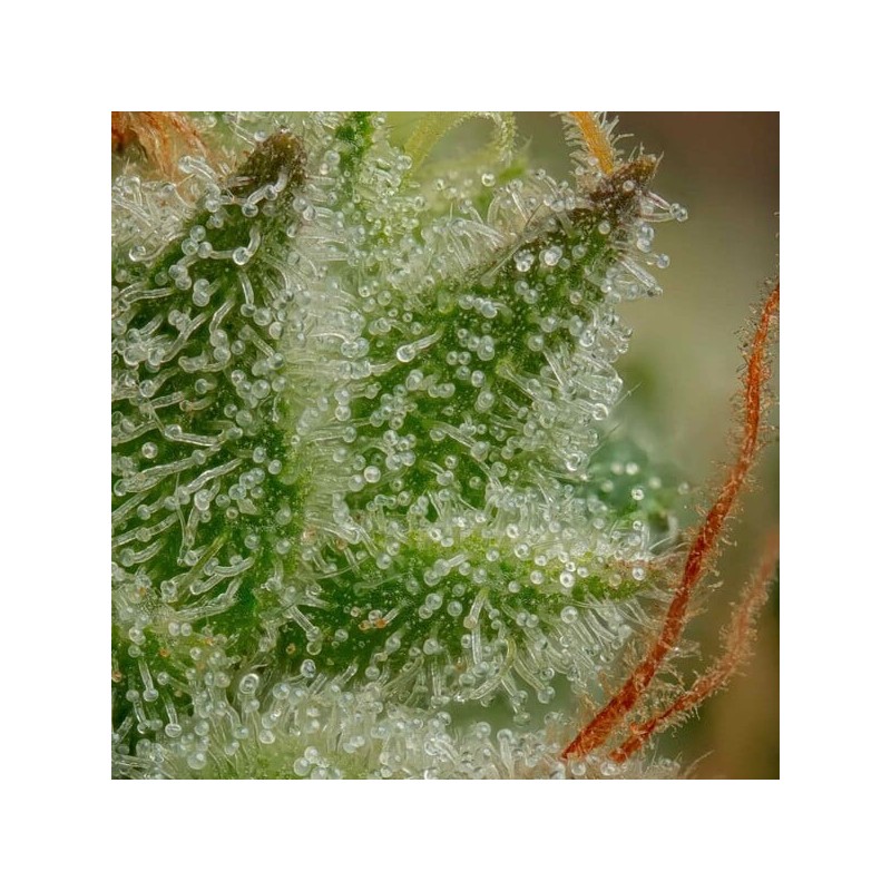 Apple Fritter semi cannabis Royal Queen Seeds
