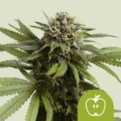 Apple Fritter Auto semi cannabis Royal Queen Seeds