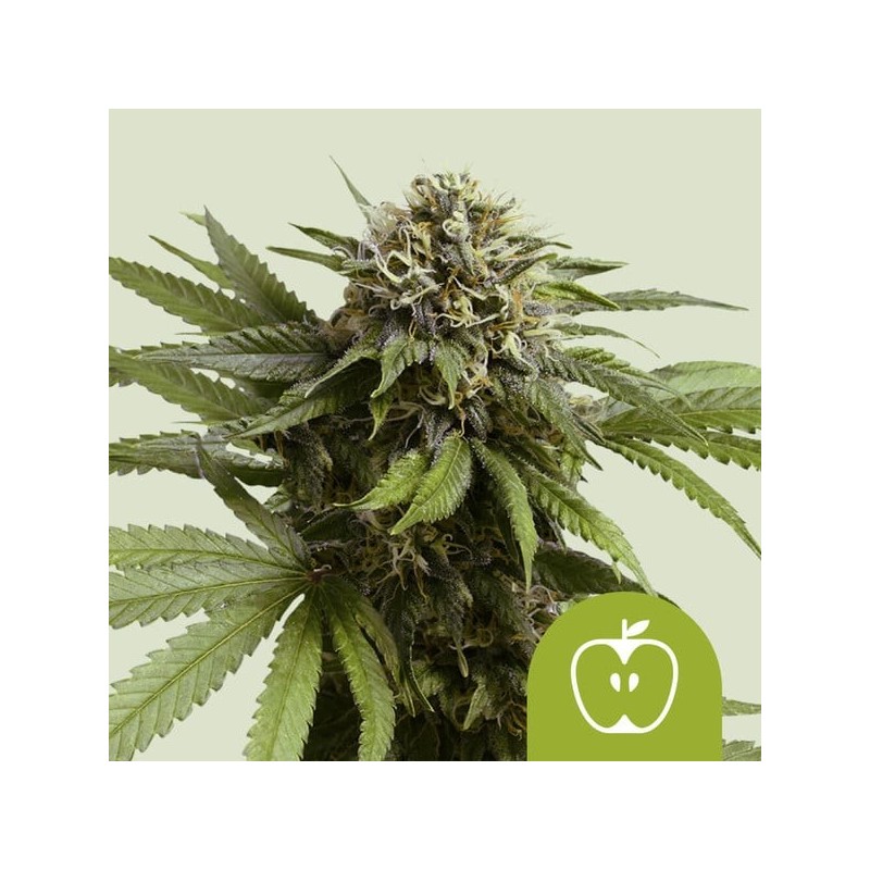 Apple Fritter Auto semi cannabis Royal Queen Seeds