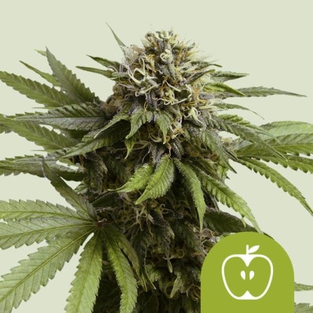 Apple Fritter Auto semi cannabis Royal Queen Seeds