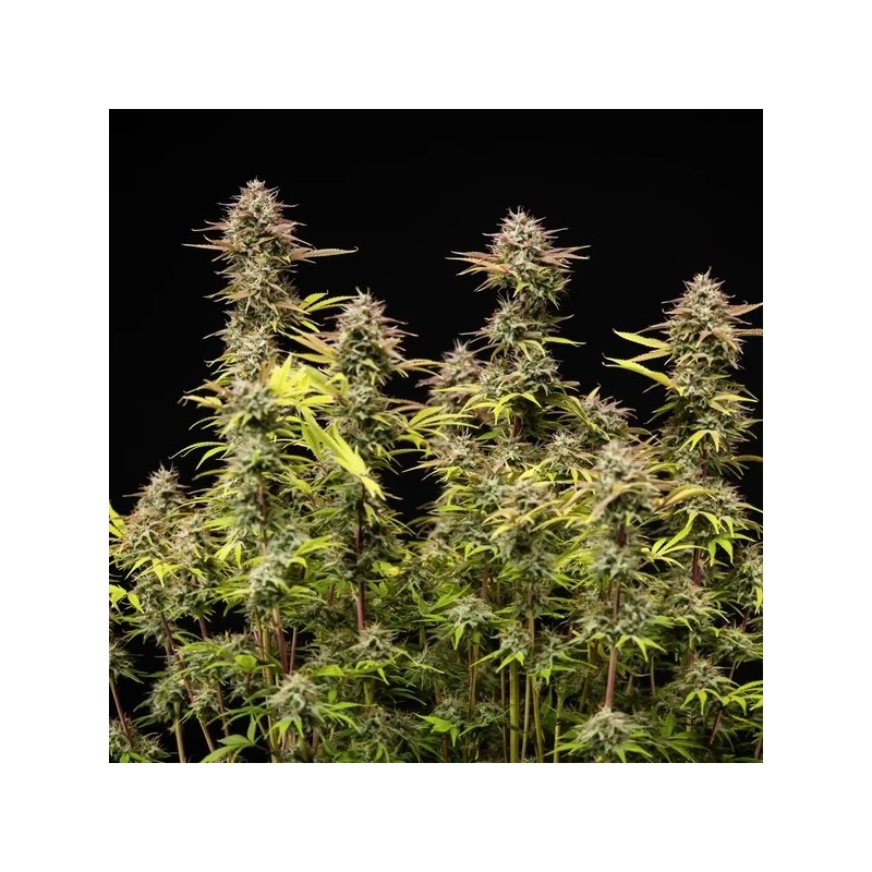 Apple Fritter Auto semi cannabis Royal Queen Seeds