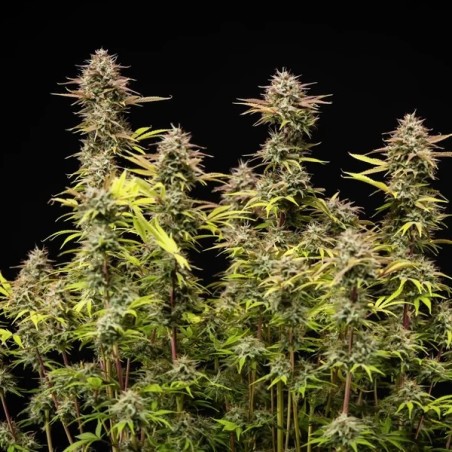 Apple Fritter Auto semi cannabis Royal Queen Seeds