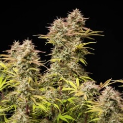 Apple Fritter Auto semi cannabis Royal Queen Seeds