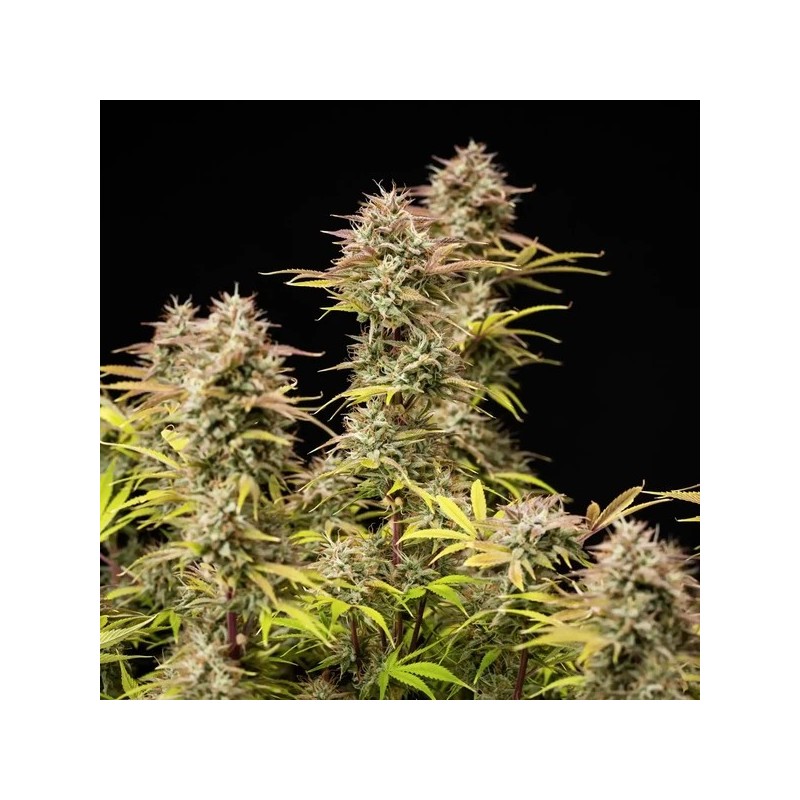 Apple Fritter Auto semi cannabis Royal Queen Seeds