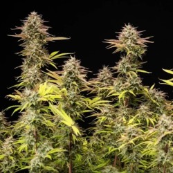 Apple Fritter Auto semi cannabis Royal Queen Seeds