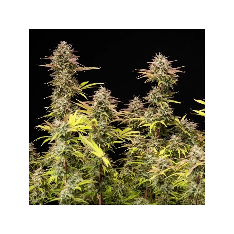 Apple Fritter Auto semi cannabis Royal Queen Seeds