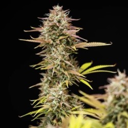 Apple Fritter Auto semi cannabis Royal Queen Seeds