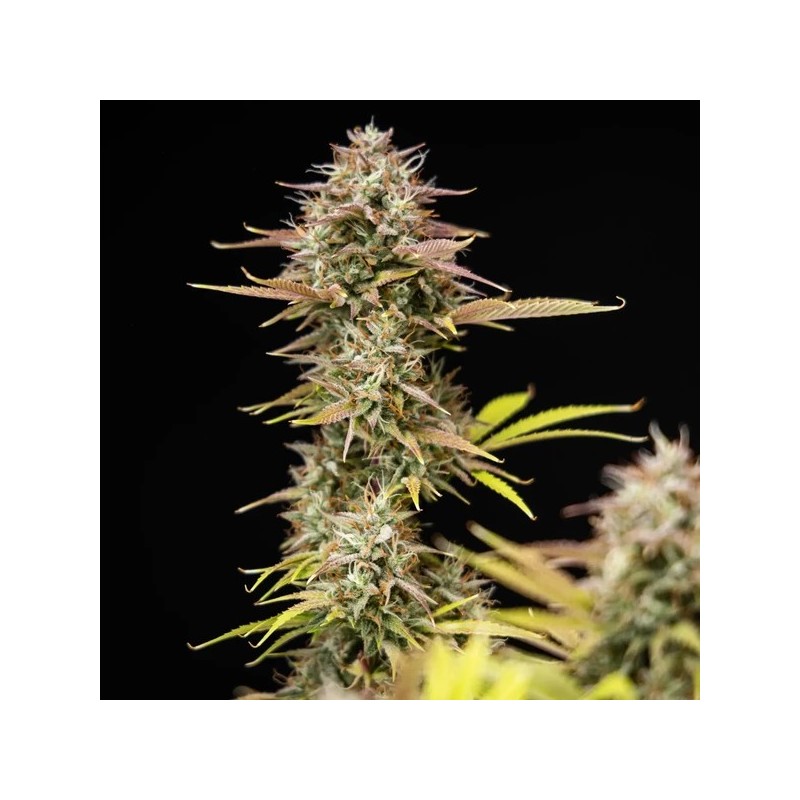 Apple Fritter Auto semi cannabis Royal Queen Seeds