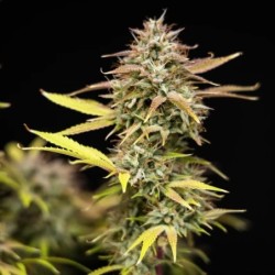 Apple Fritter Auto semi cannabis Royal Queen Seeds