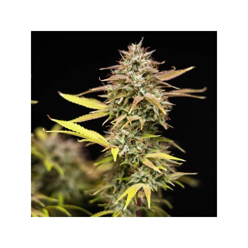 Apple Fritter Auto semi cannabis Royal Queen Seeds