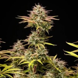 Apple Fritter Auto semi cannabis Royal Queen Seeds