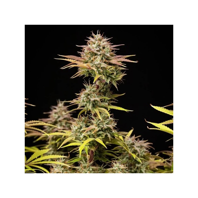 Apple Fritter Auto semi cannabis Royal Queen Seeds