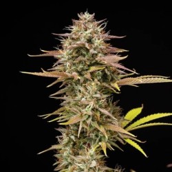 Apple Fritter Auto semi cannabis Royal Queen Seeds