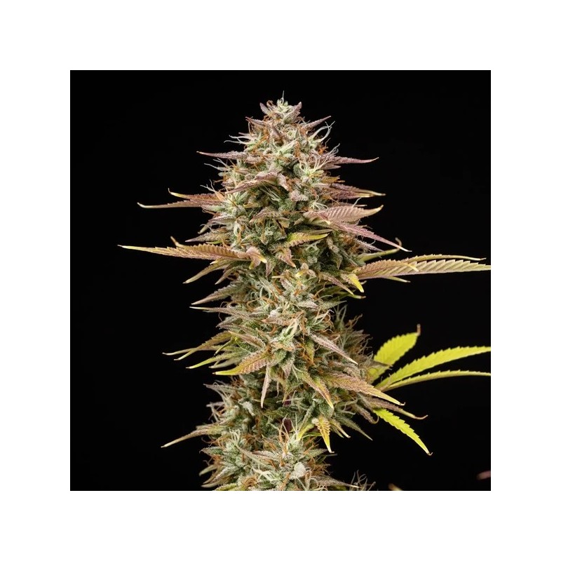 Apple Fritter Auto semi cannabis Royal Queen Seeds