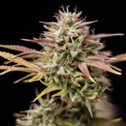 Apple Fritter Auto semi cannabis Royal Queen Seeds