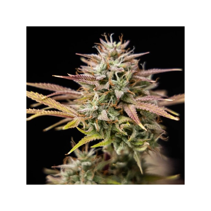 Apple Fritter Auto semi cannabis Royal Queen Seeds