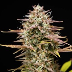 Apple Fritter Auto semi cannabis Royal Queen Seeds
